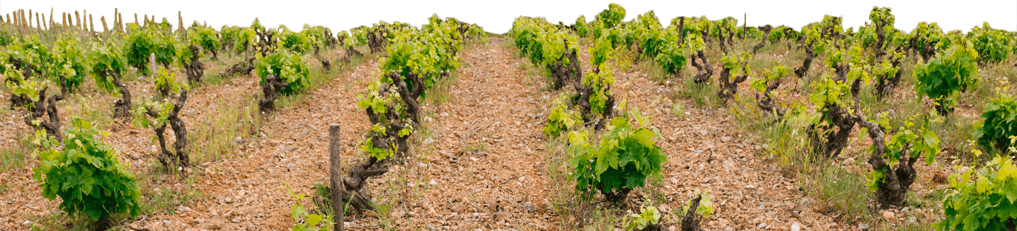 jeunes pousses vigne